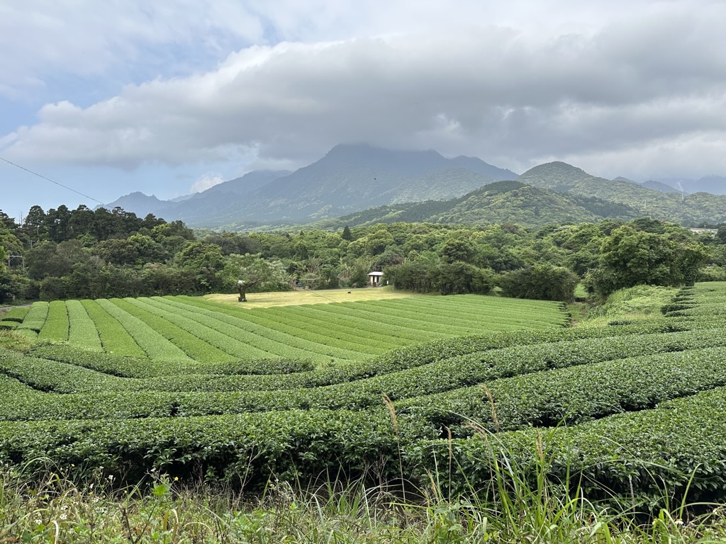 屋久島に住んで２ヶ月経ちました