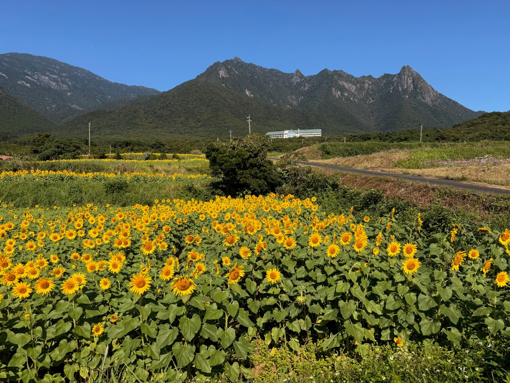 屋久島の秋：東京出張で気づいた「ここに住んで良かった」理由